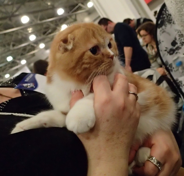 Поговорим о кошках32