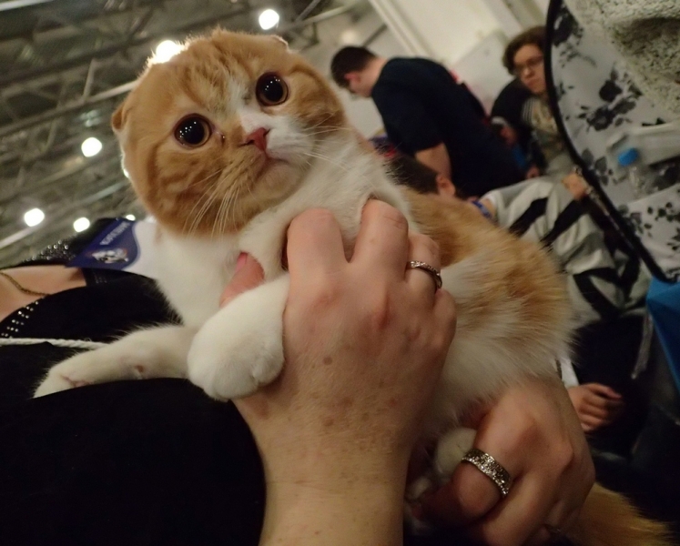 Поговорим о кошках32