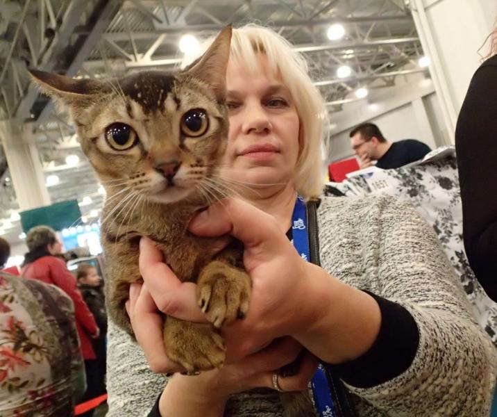 Поговорим о кошках32