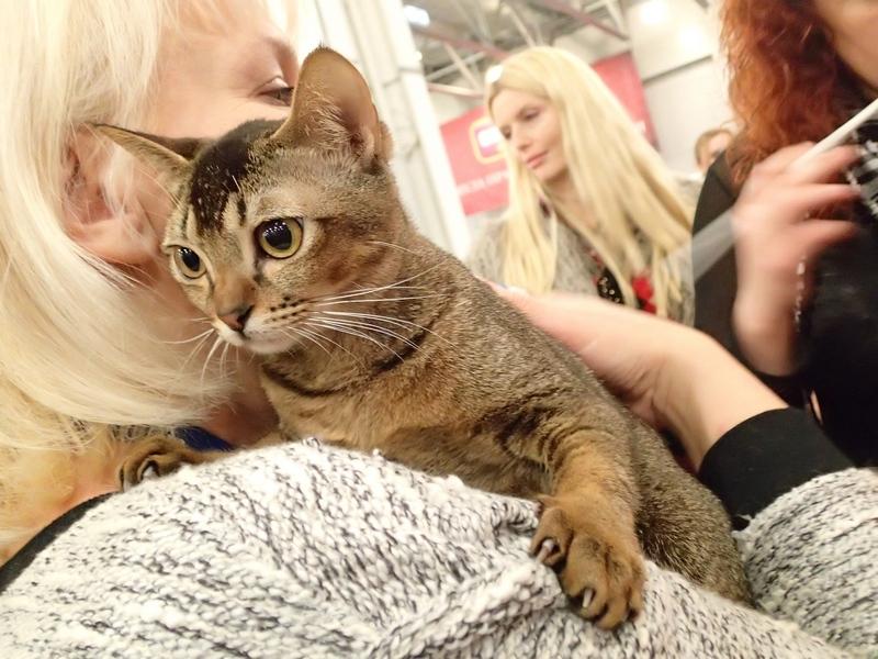 Поговорим о кошках32