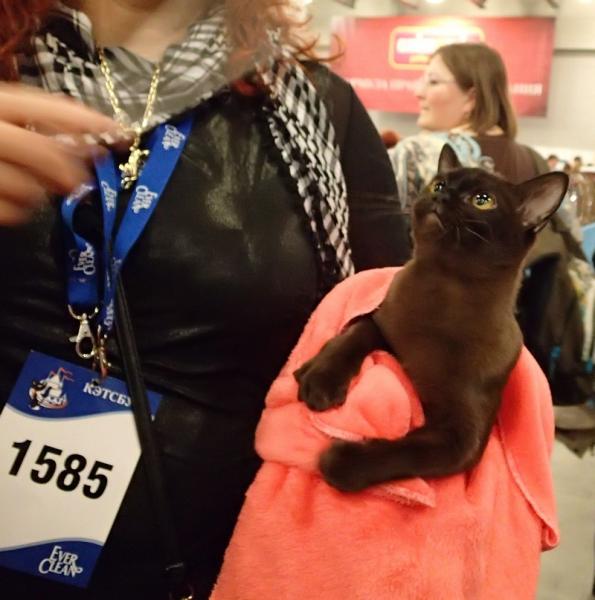 Поговорим о кошках32