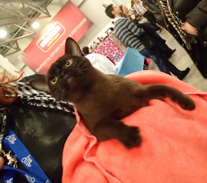 Поговорим о кошках32