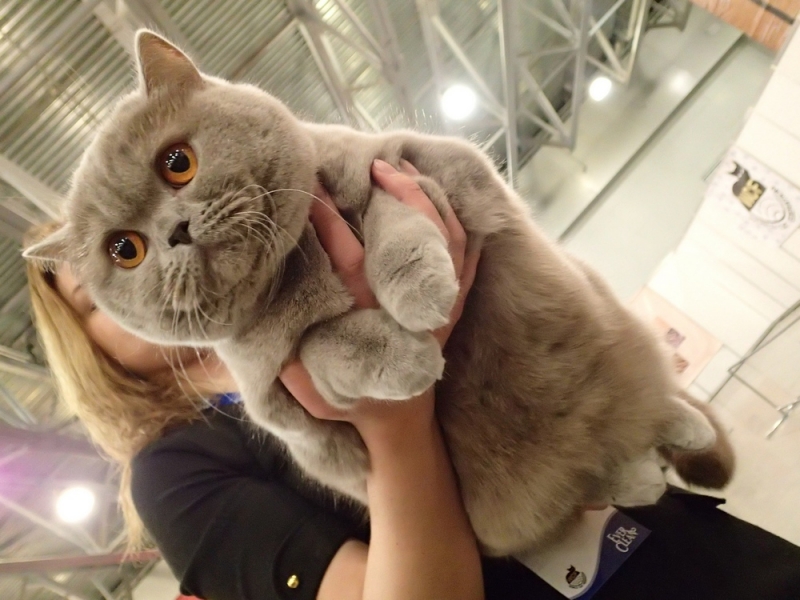 Поговорим о кошках32