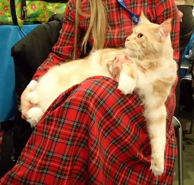 Поговорим о кошках32