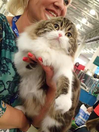 Поговорим о кошках32