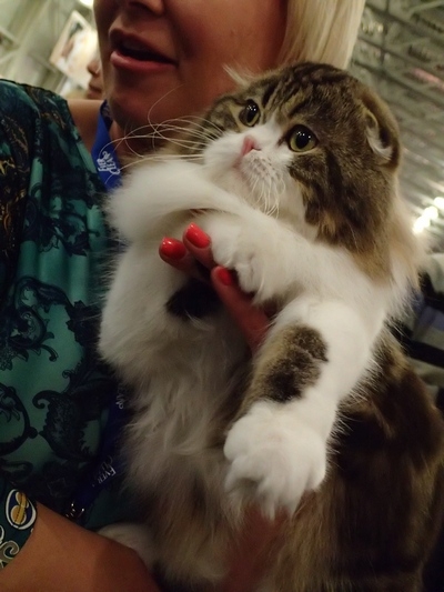 Поговорим о кошках32