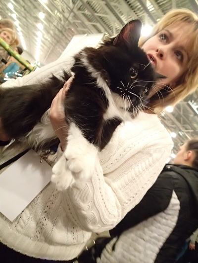 Поговорим о кошках32