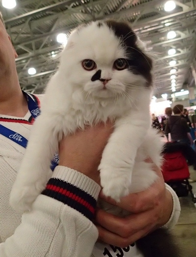 Поговорим о кошках32