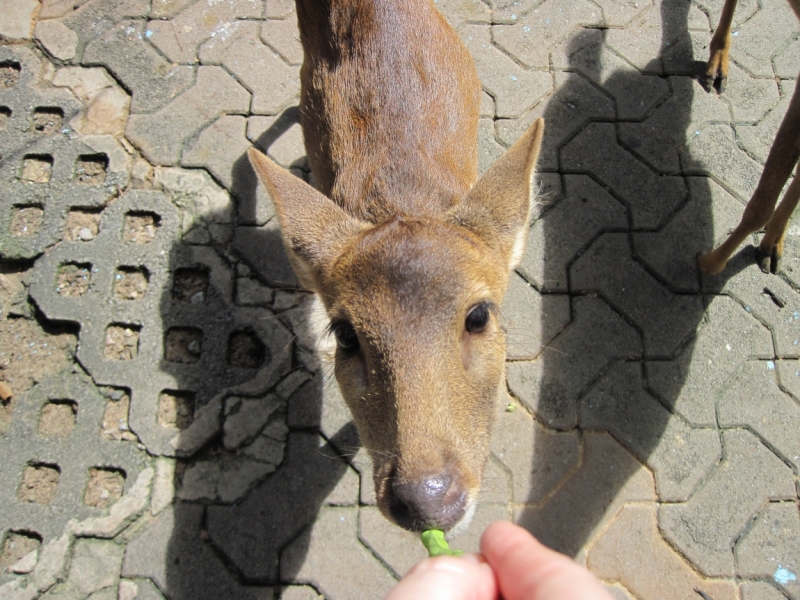Птт-ХХ-Тао-Панган-Краби-Као Лак-Пхукет-Бнк декабрь с ребенком