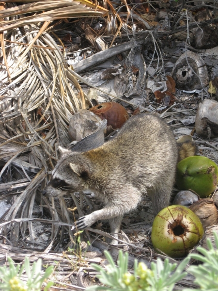 17 x 17 : фридайвинг-путешествие в Мексику