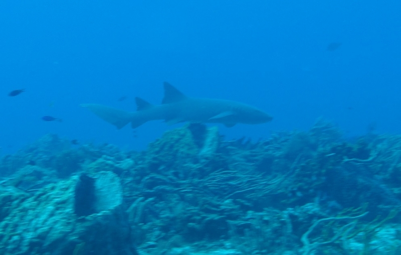 17 x 17 : фридайвинг-путешествие в Мексику