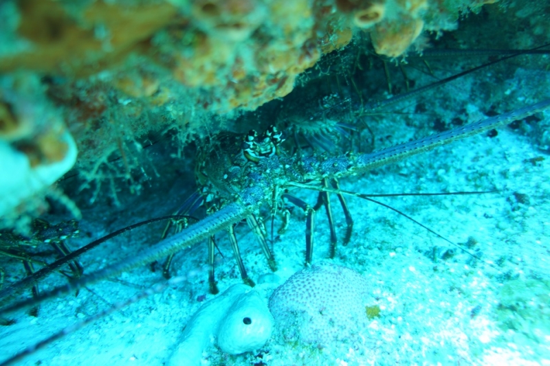 17 x 17 : фридайвинг-путешествие в Мексику