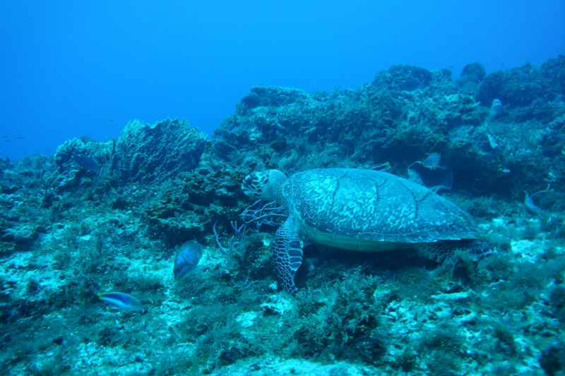 17 x 17 : фридайвинг-путешествие в Мексику