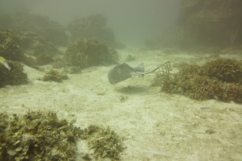 17 x 17 : фридайвинг-путешествие в Мексику