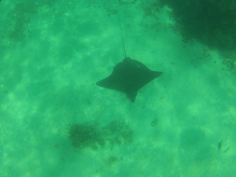 17 x 17 : фридайвинг-путешествие в Мексику