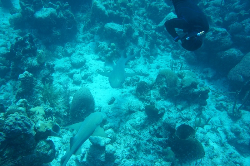 17 x 17 : фридайвинг-путешествие в Мексику