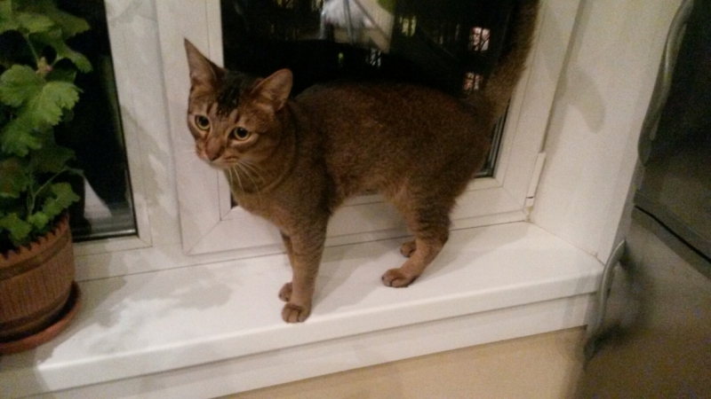 Поговорим о кошках32