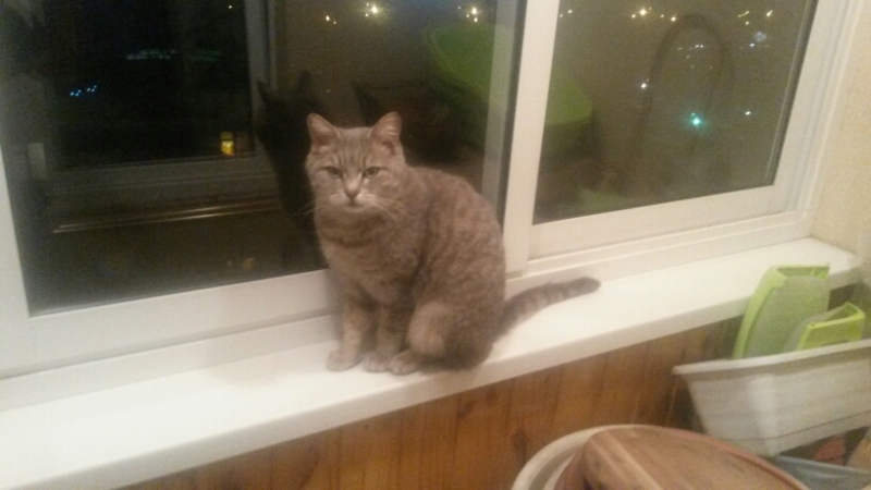 Поговорим о кошках32