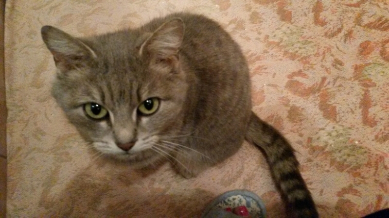 Поговорим о кошках32