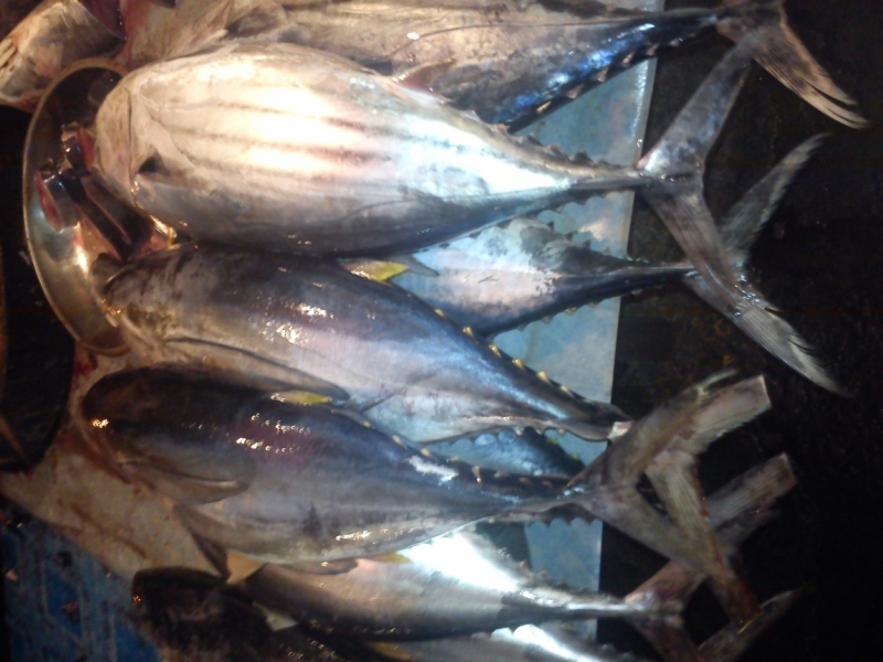 Борнео (март-апрель) дикарём, жизнь в КК, острова, горы...