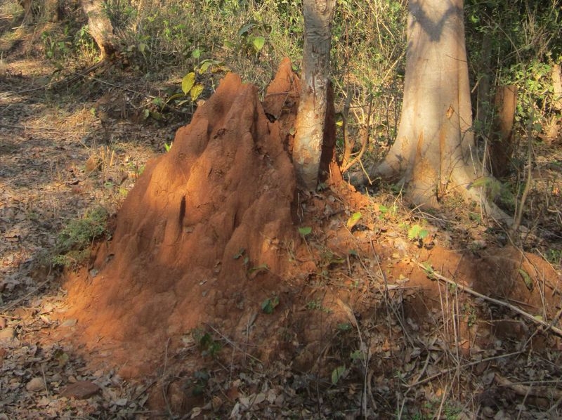 Индия (север: Варанаси, Бодхгая, Дармсала)
