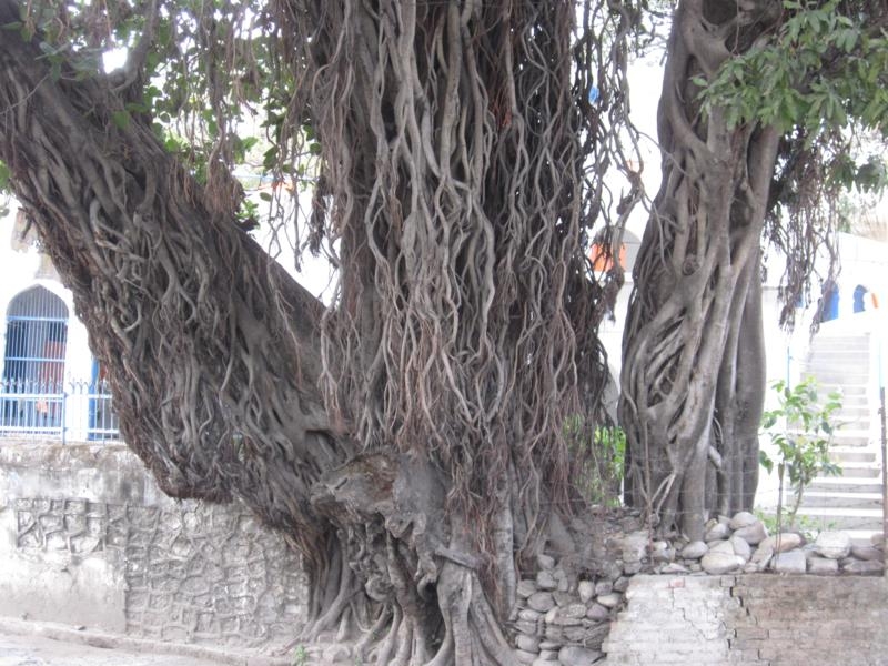 Индия (север: Варанаси, Бодхгая, Дармсала)