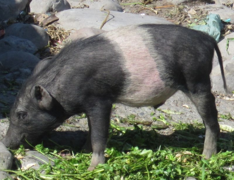 Индия (север: Варанаси, Бодхгая, Дармсала)