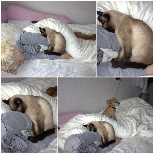 Поговорим о кошках32