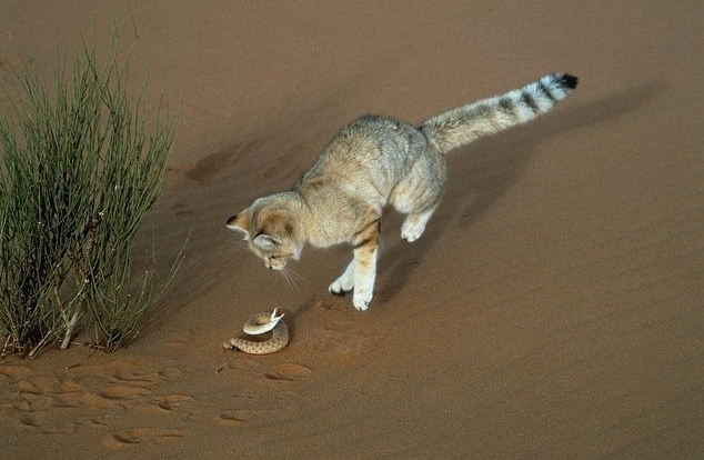 Поговорим о кошках32