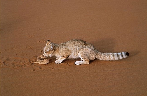 Поговорим о кошках32