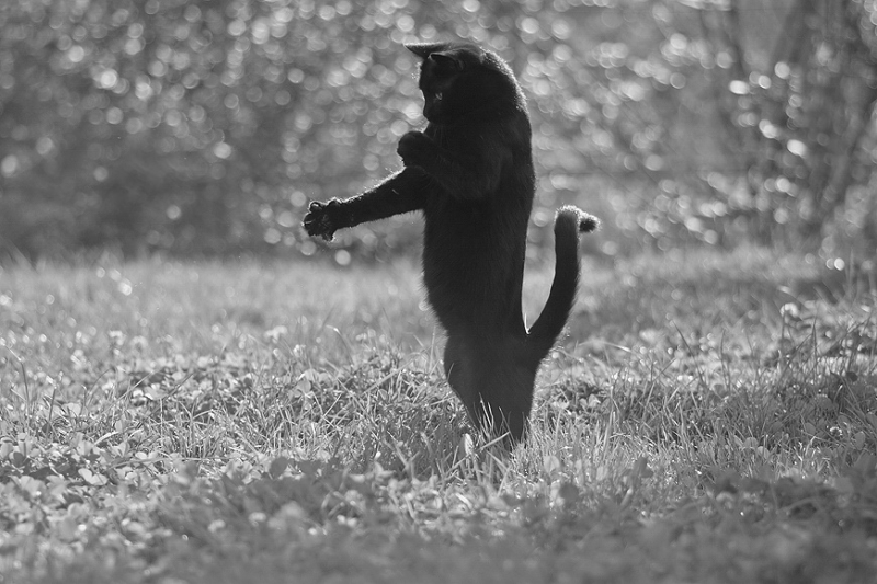 Поговорим о кошках32