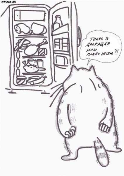 Поговорим о кошках32