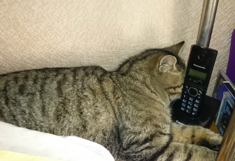 Поговорим о кошках32