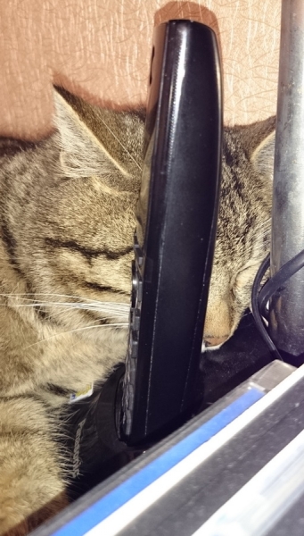 Поговорим о кошках32