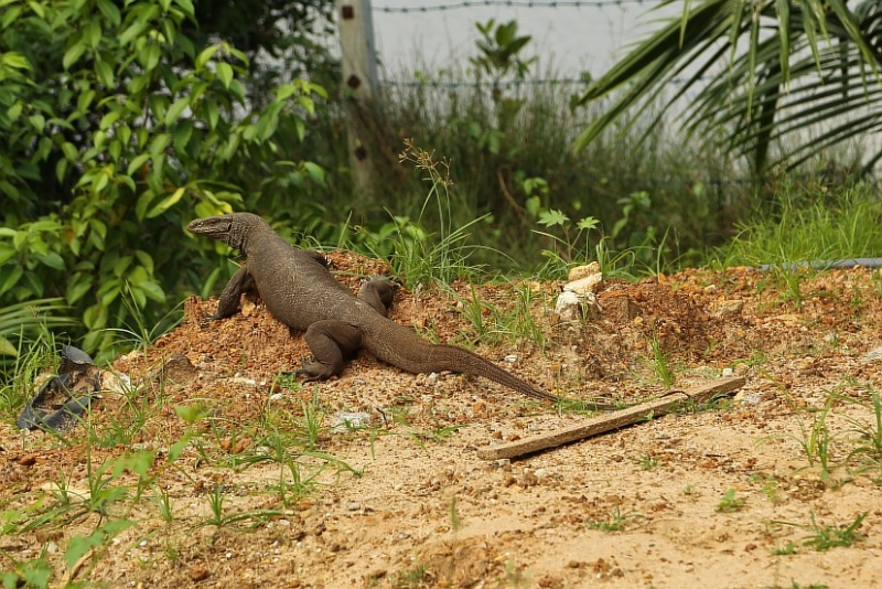 21 день по Шри-Ланке на машине 21 день по Шри-Ланке на машине