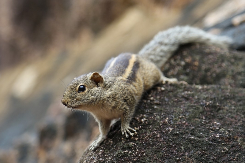 21 день по Шри-Ланке на машине 21 день по Шри-Ланке на машине