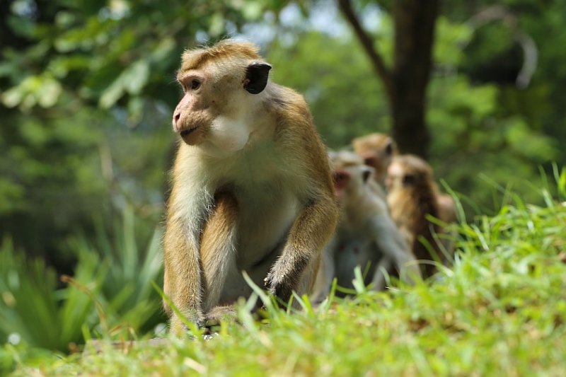 21 день по Шри-Ланке на машине 21 день по Шри-Ланке на машине