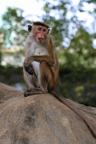 21 день по Шри-Ланке на машине 21 день по Шри-Ланке на машине