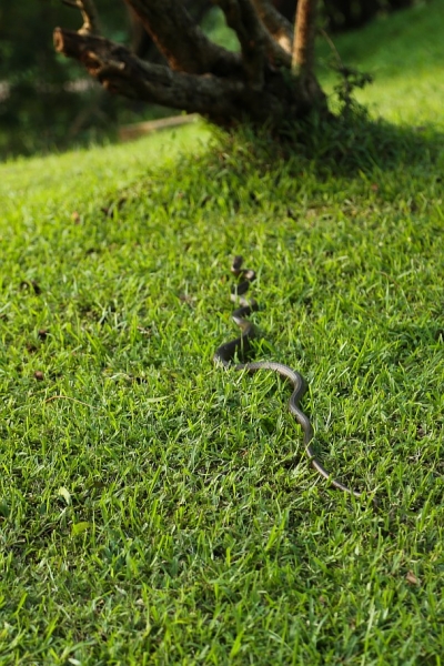 21 день по Шри-Ланке на машине 21 день по Шри-Ланке на машине