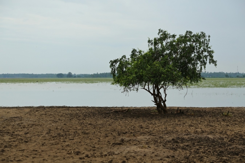 21 день по Шри-Ланке на машине