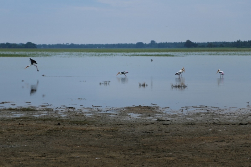 21 день по Шри-Ланке на машине