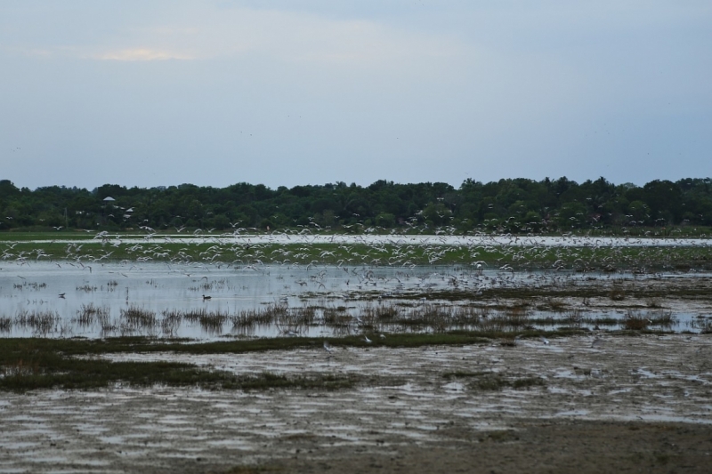 21 день по Шри-Ланке на машине