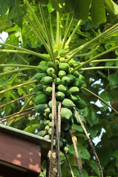 21 день по Шри-Ланке на машине 21 день по Шри-Ланке на машине