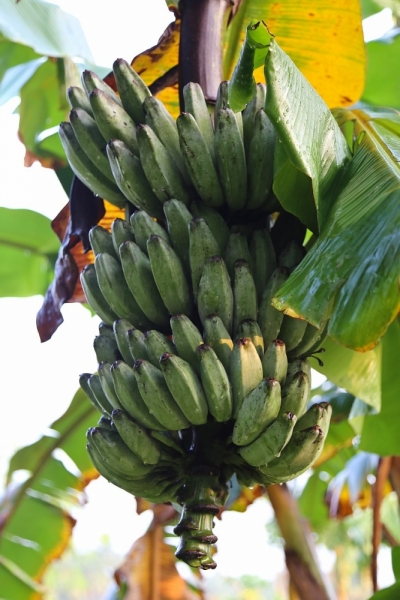 21 день по Шри-Ланке на машине 21 день по Шри-Ланке на машине