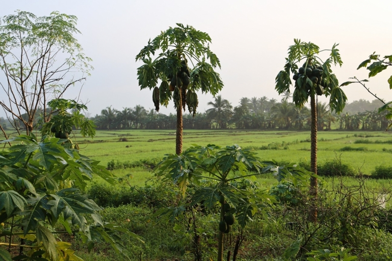 21 день по Шри-Ланке на машине