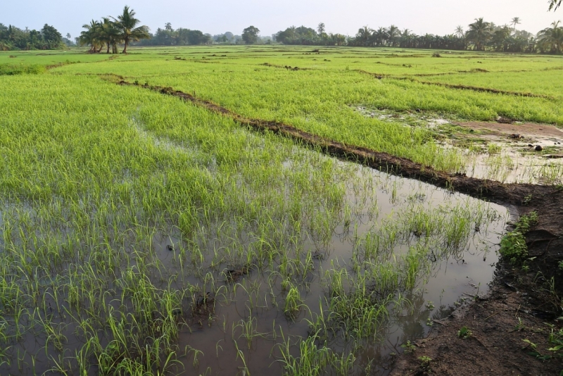 21 день по Шри-Ланке на машине