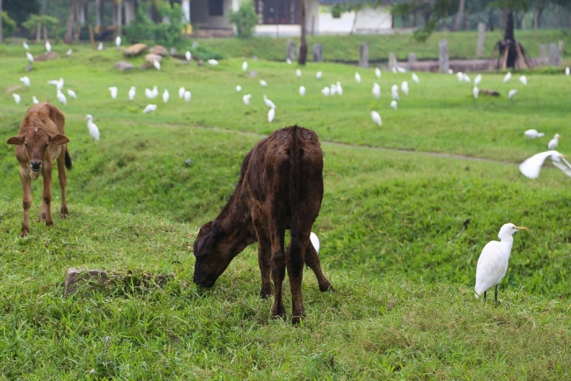 21 день по Шри-Ланке на машине 21 день по Шри-Ланке на машине