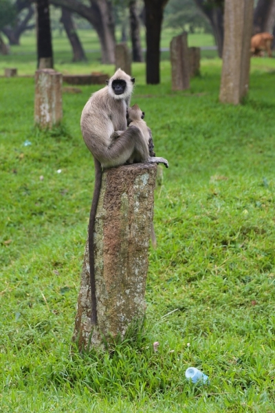 21 день по Шри-Ланке на машине 21 день по Шри-Ланке на машине