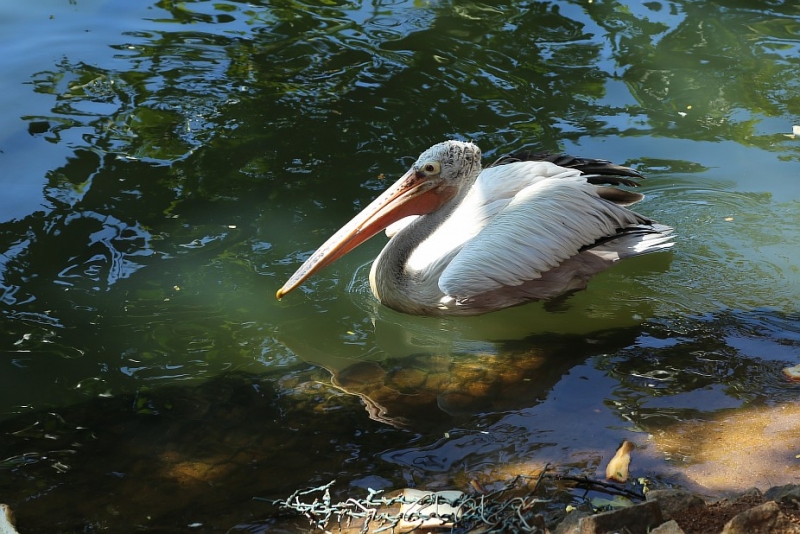 21 день по Шри-Ланке на машине