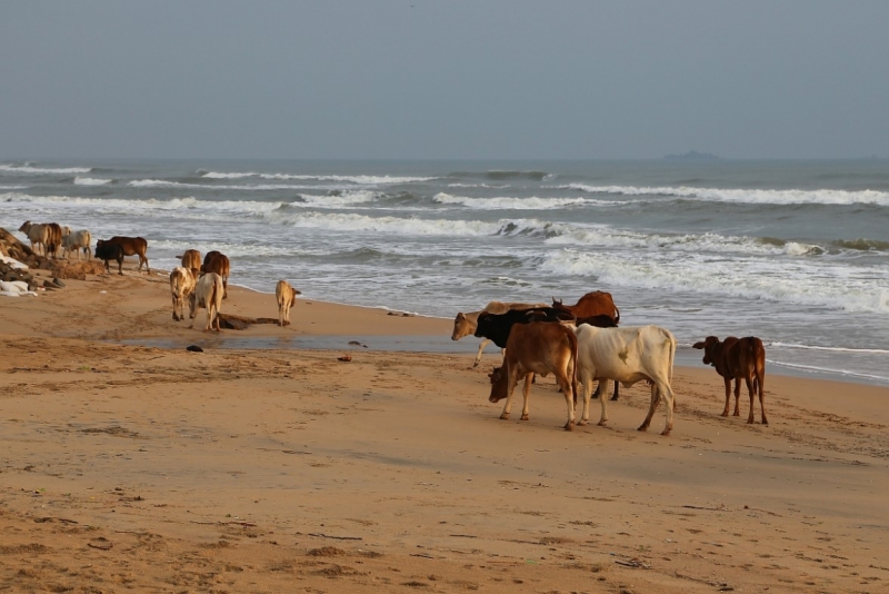 21 день по Шри-Ланке на машине